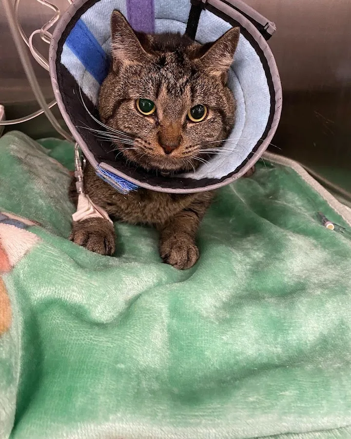 BluePearl Pet Hospital primary photo