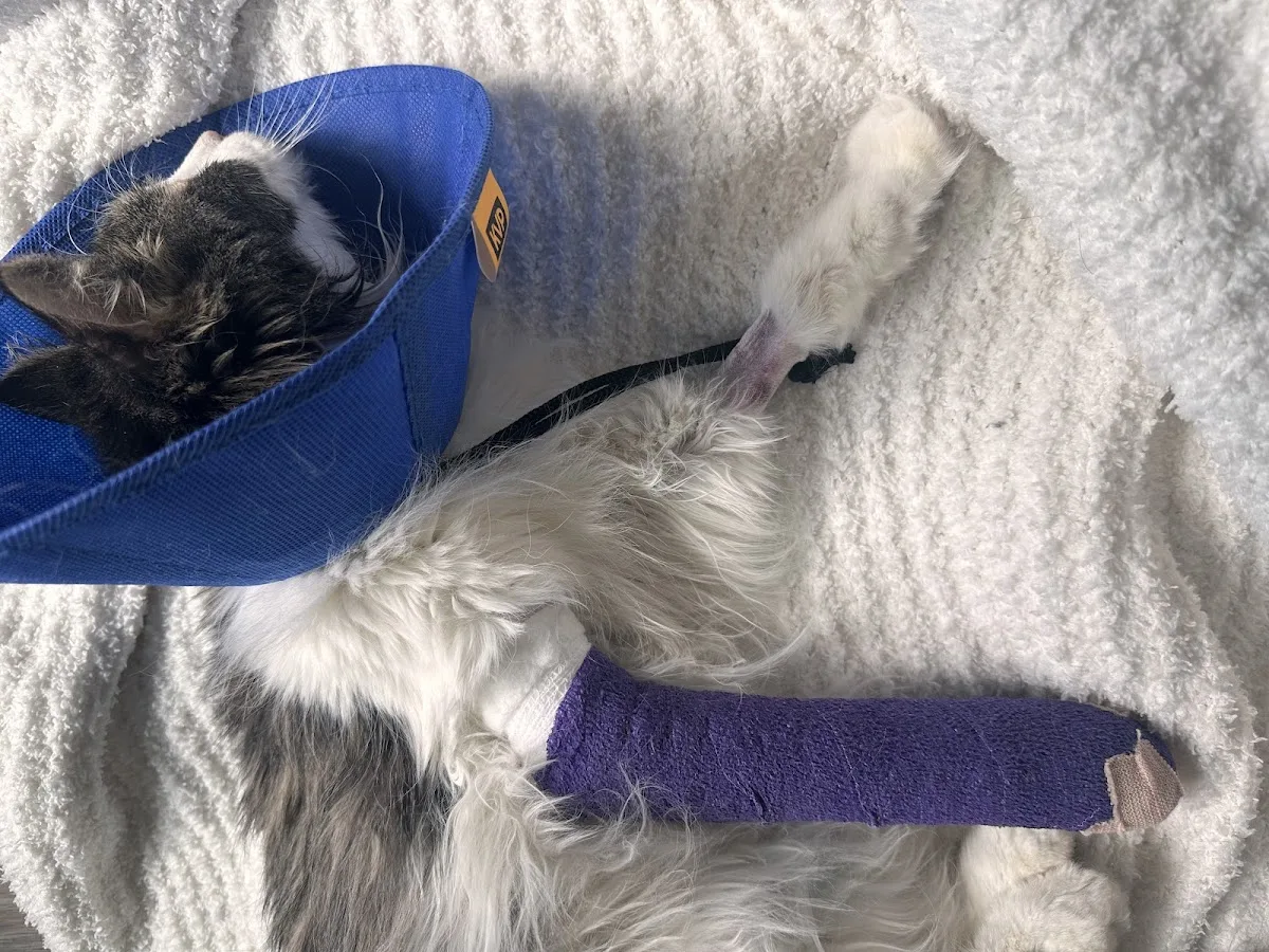 BluePearl Pet Hospital