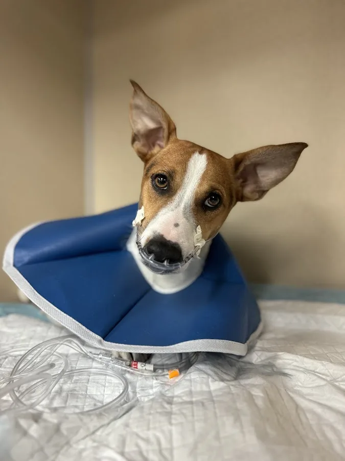 BluePearl Pet Hospital