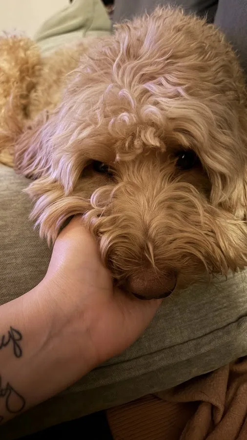 BluePearl Pet Hospital