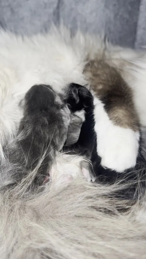 BluePearl Pet Hospital