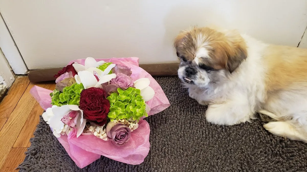 A veterinary clinic setting designed for urgent pet care