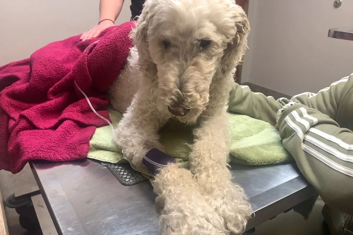 BluePearl Pet Hospital