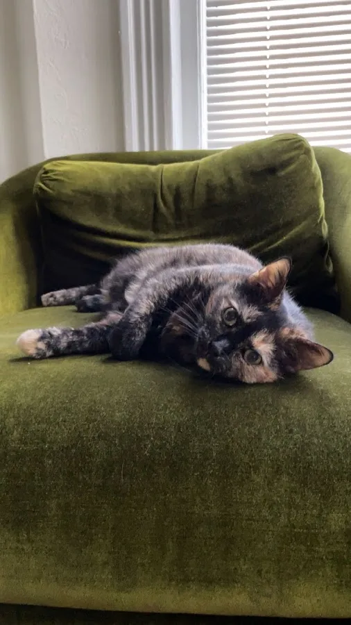 BluePearl Pet Hospital