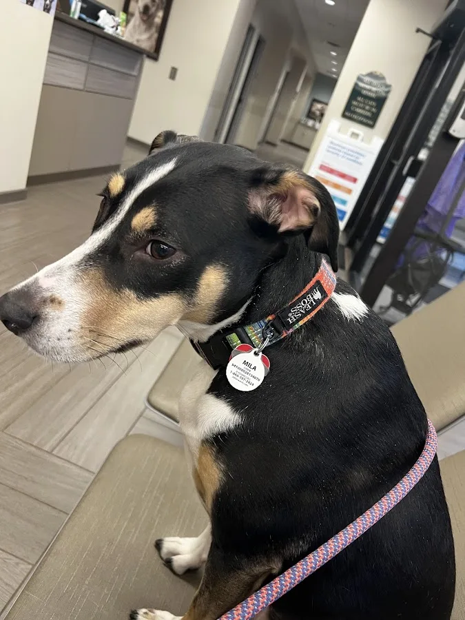 BluePearl Pet Hospital