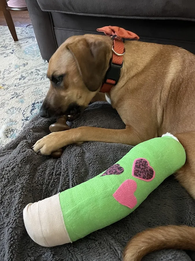 BluePearl Pet Hospital