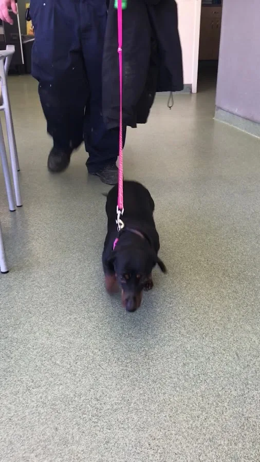 BluePearl Pet Hospital