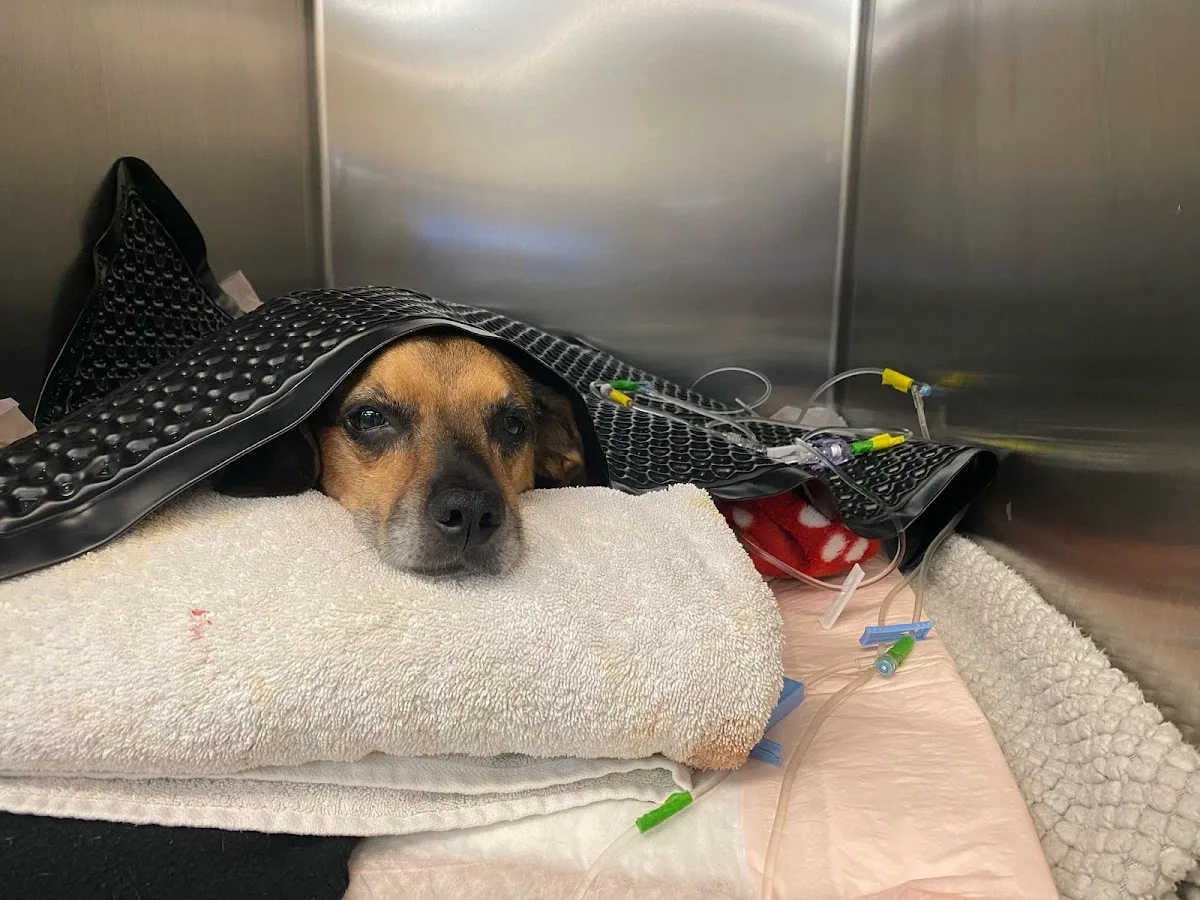 BluePearl Pet Hospital