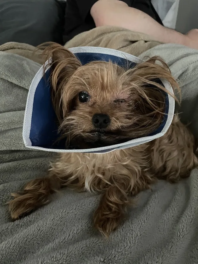 BluePearl Pet Hospital