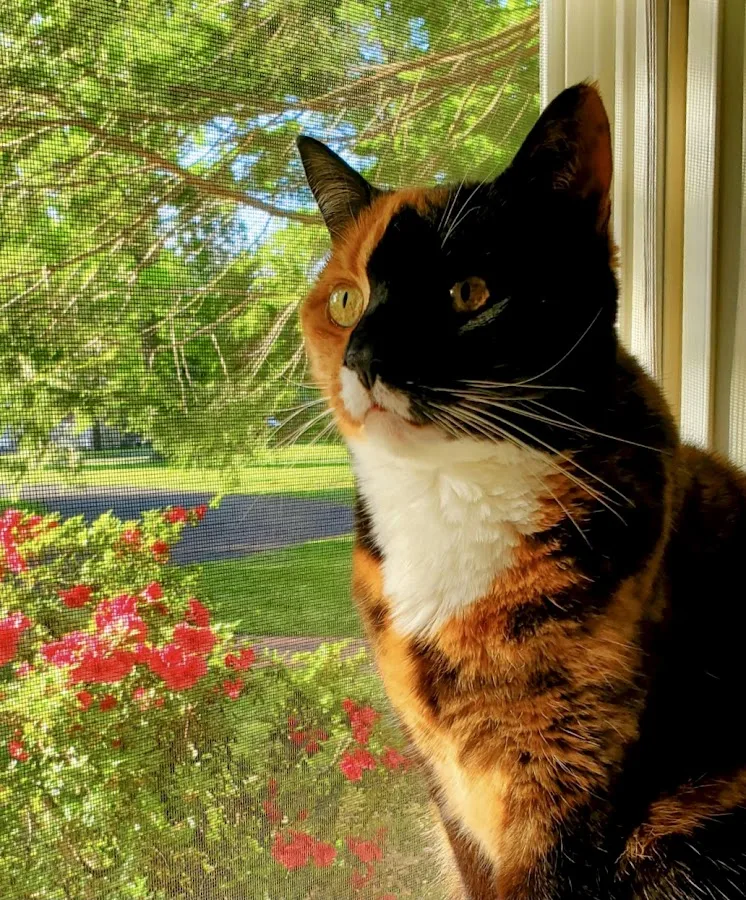 BluePearl Pet Hospital