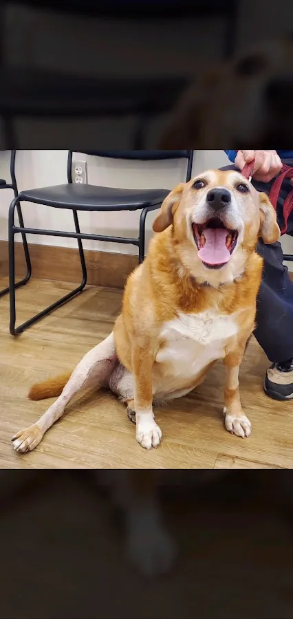 BluePearl Pet Hospital