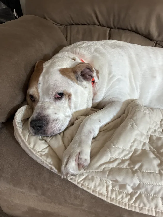 BluePearl Pet Hospital