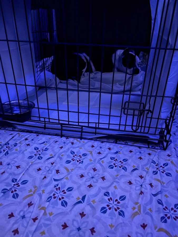 BluePearl Pet Hospital