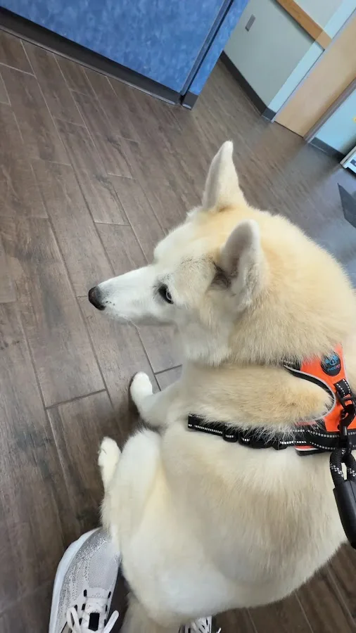 BluePearl Pet Hospital