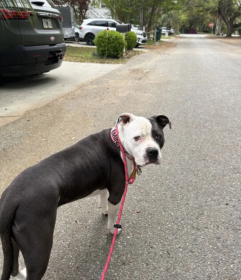 BluePearl Pet Hospital