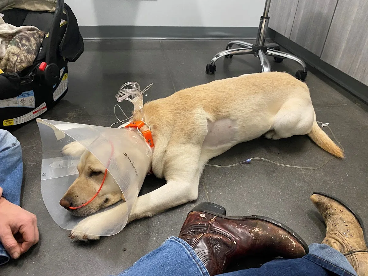 BluePearl Pet Hospital