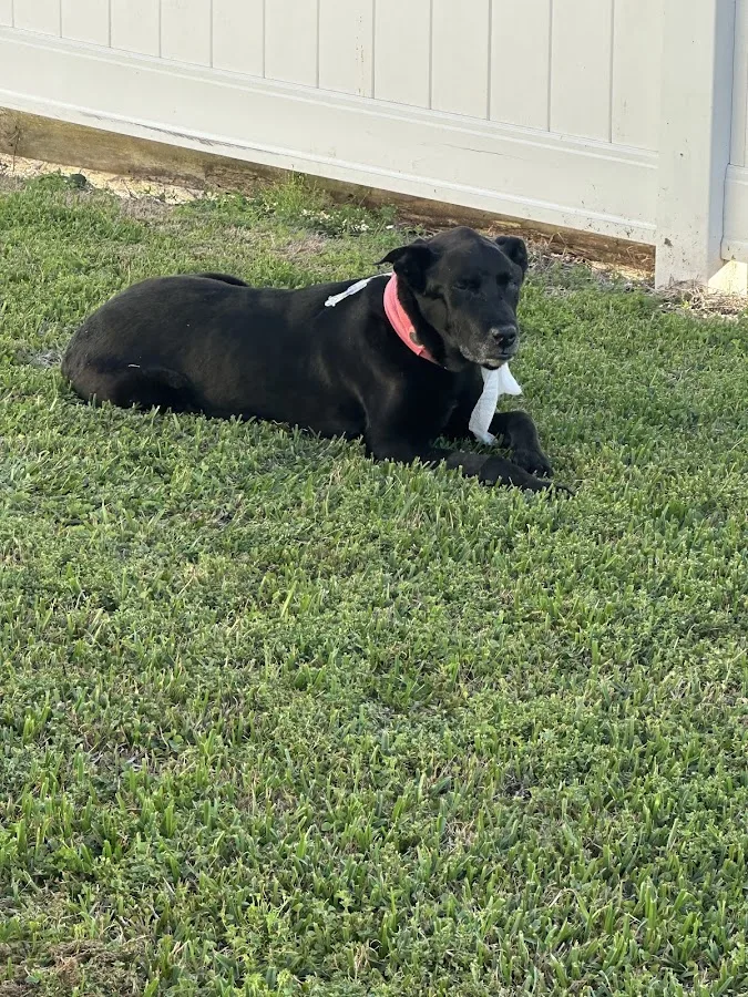 BluePearl Pet Hospital