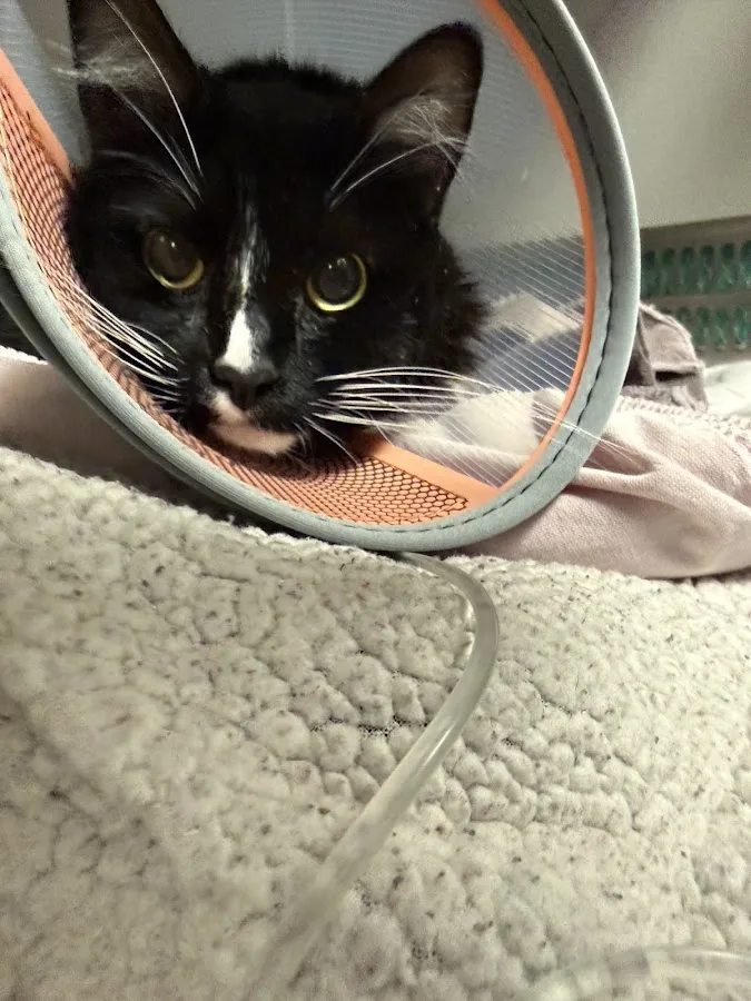 BluePearl Pet Hospital