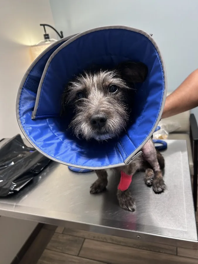 BluePearl Pet Hospital