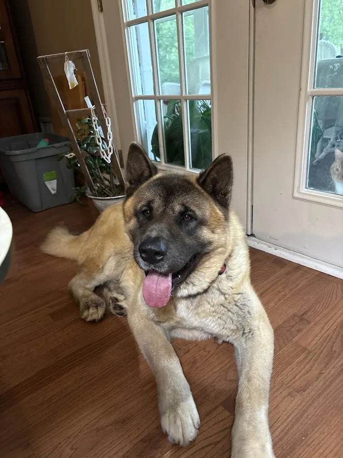 BluePearl Pet Hospital