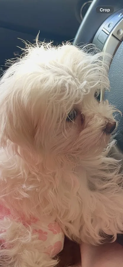 BluePearl Pet Hospital