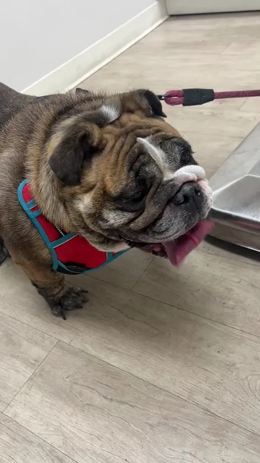 BluePearl Pet Hospital