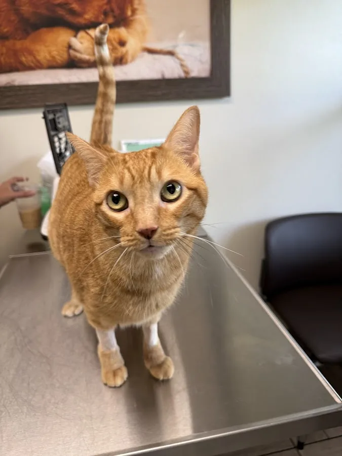 BluePearl Pet Hospital