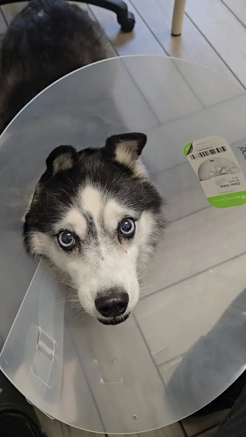 BluePearl Pet Hospital