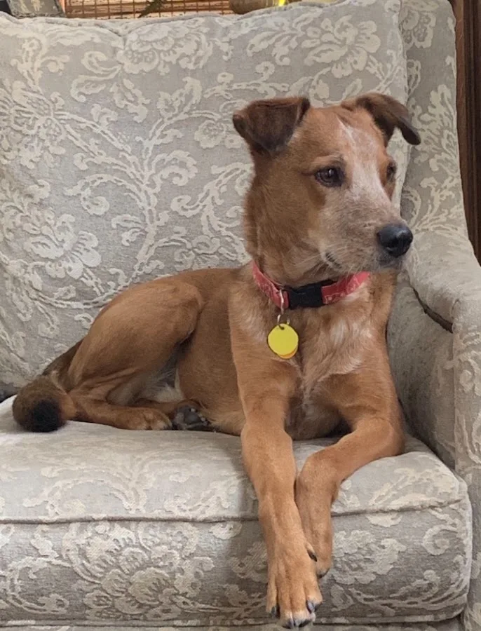 BluePearl Pet Hospital