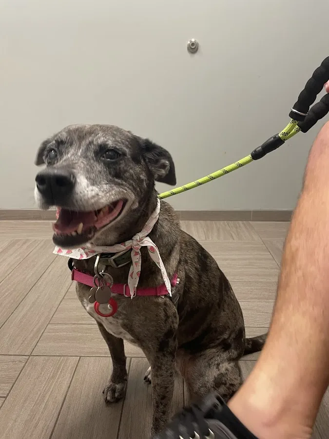 BluePearl Pet Hospital