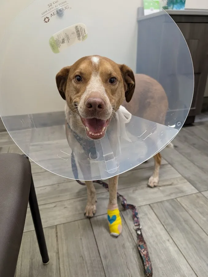 BluePearl Pet Hospital