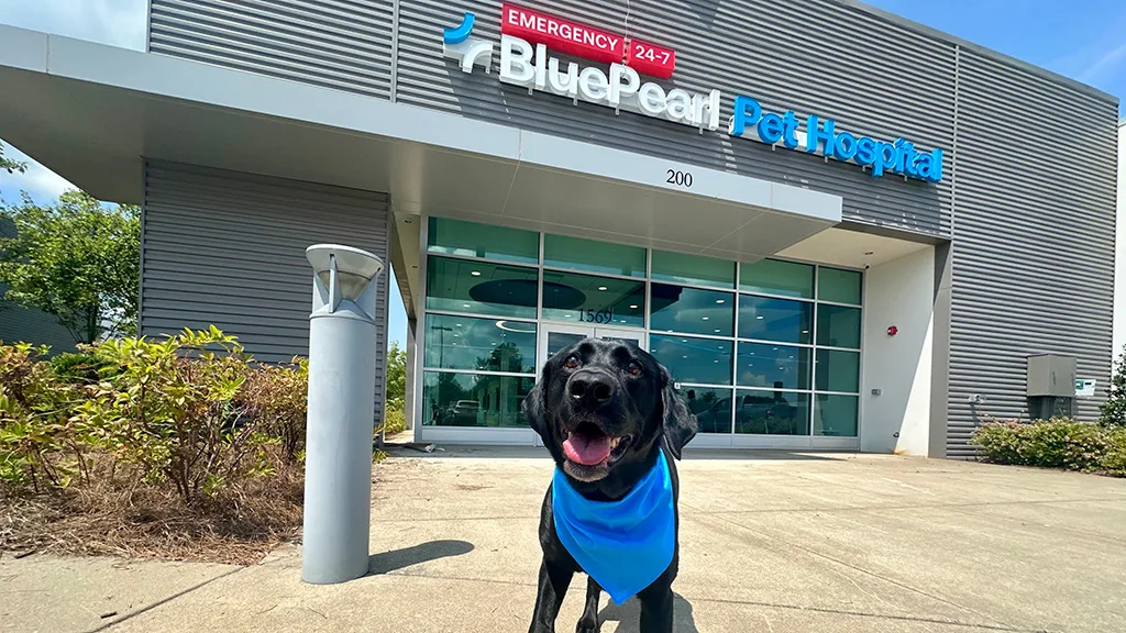 BluePearl Pet Hospital