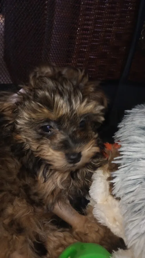 BluePearl Pet Hospital