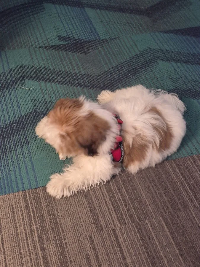 BluePearl Pet Hospital