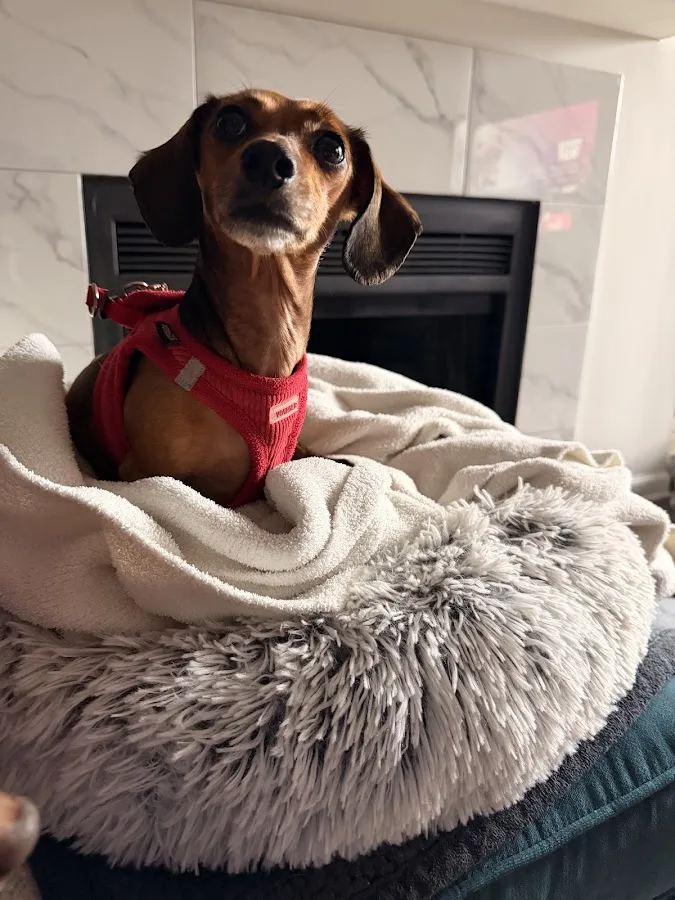 BluePearl Pet Hospital