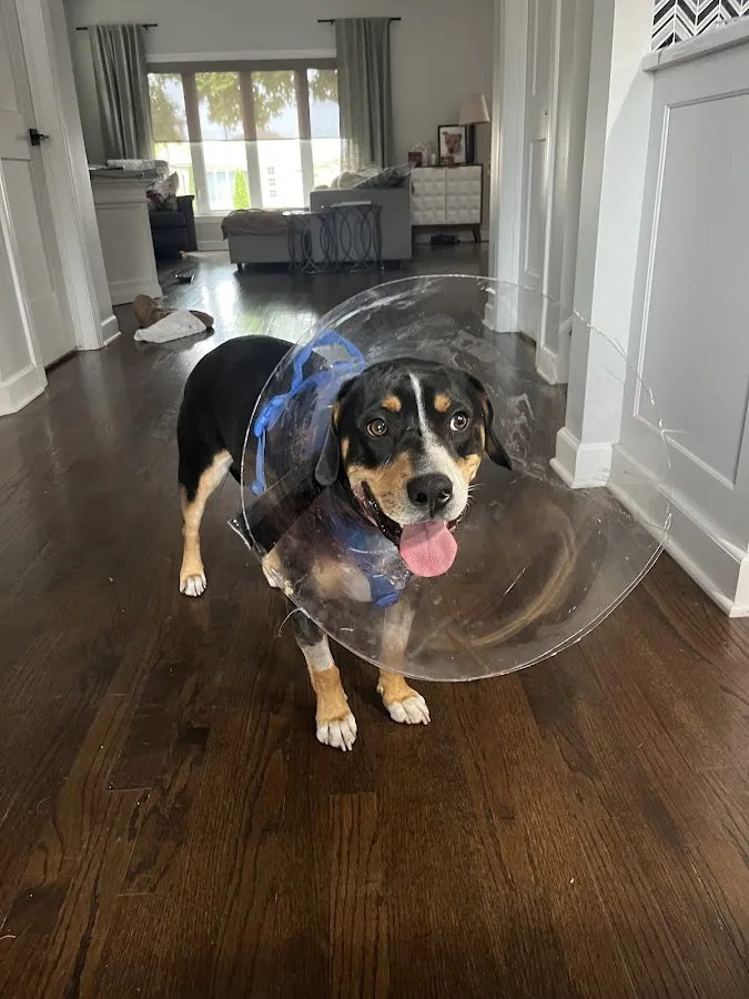 BluePearl Pet Hospital