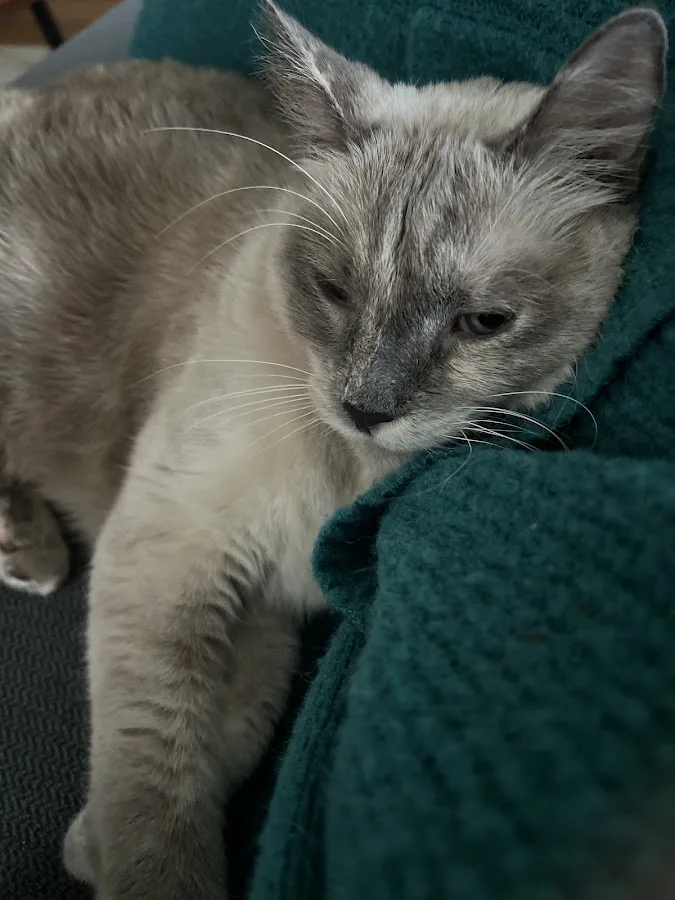 BluePearl Pet Hospital