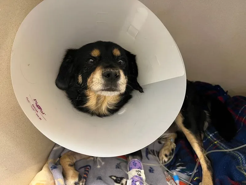 BluePearl Pet Hospital