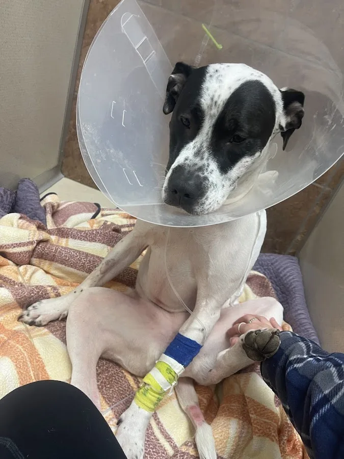 BluePearl Pet Hospital