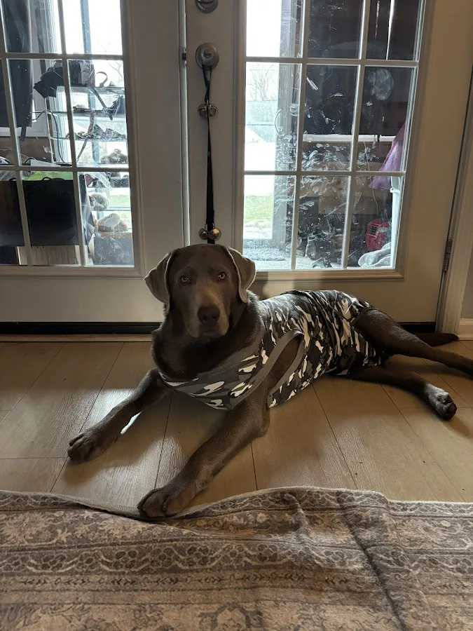 BluePearl Pet Hospital