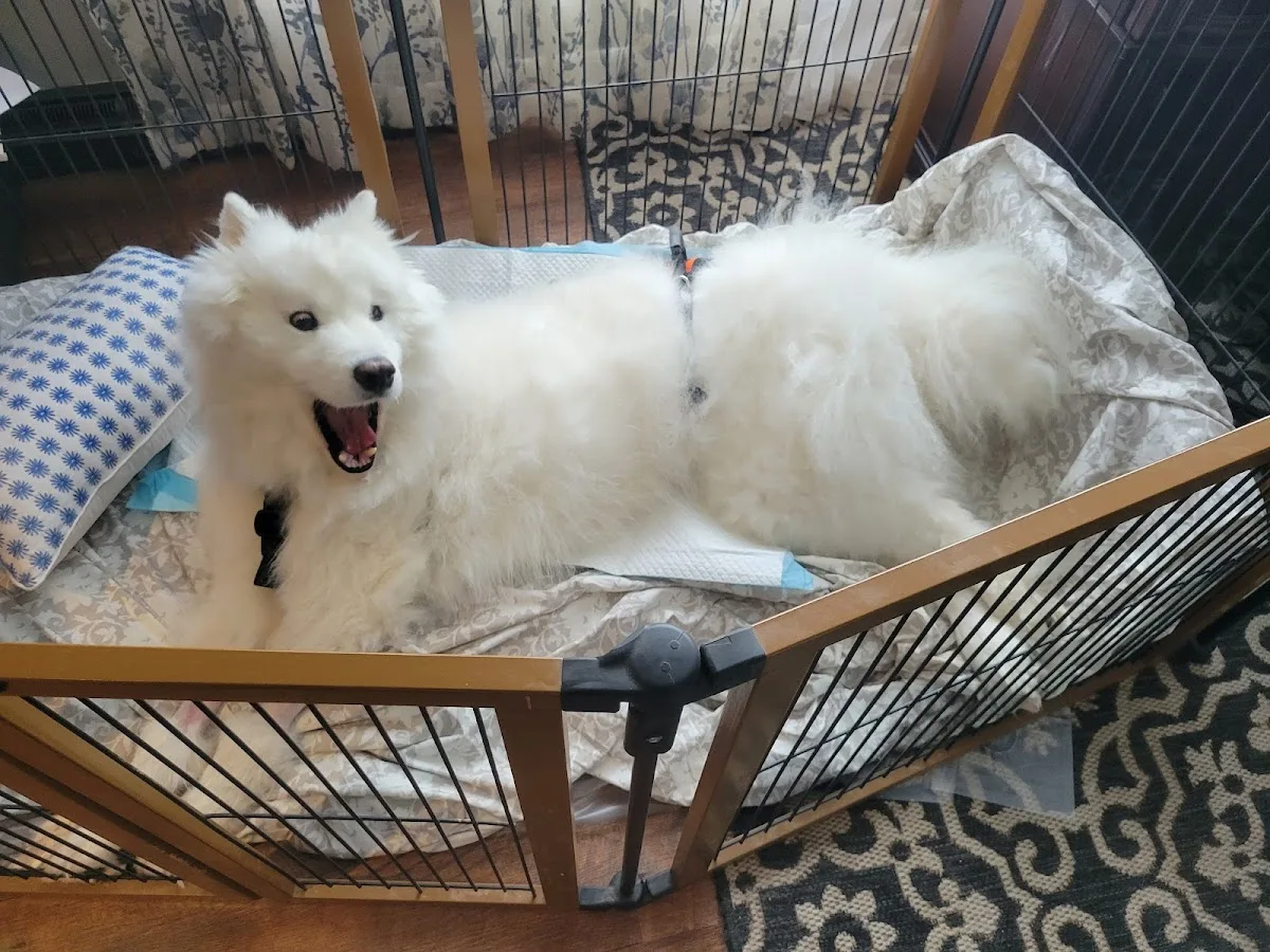 BluePearl Pet Hospital