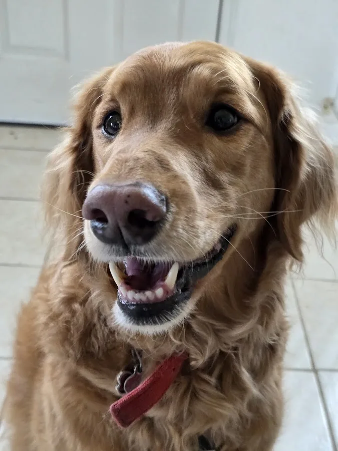 BluePearl Pet Hospital