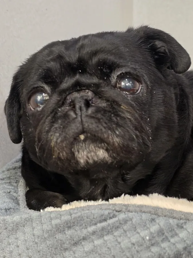 BluePearl Pet Hospital