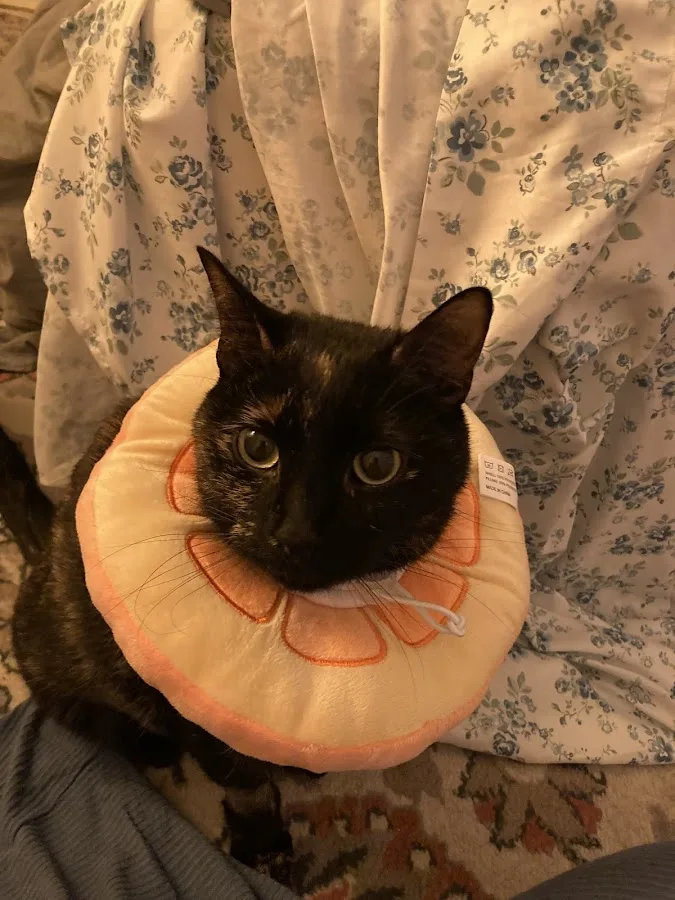 BluePearl Pet Hospital