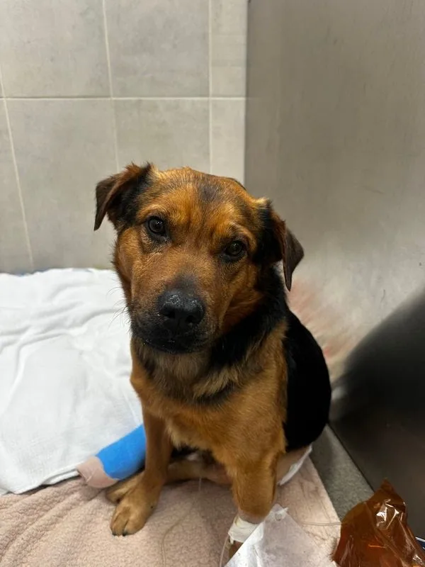 BluePearl Pet Hospital