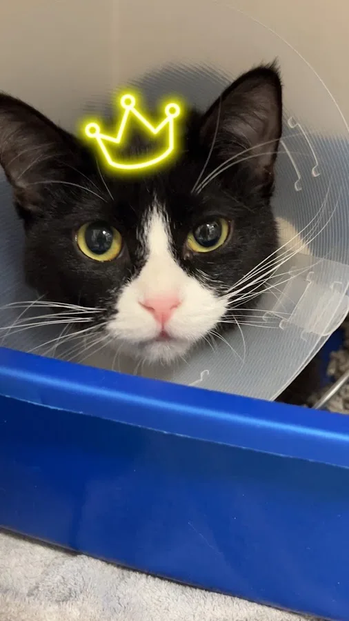 BluePearl Pet Hospital