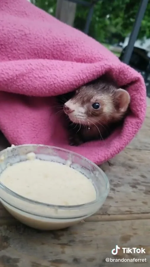 BluePearl Pet Hospital