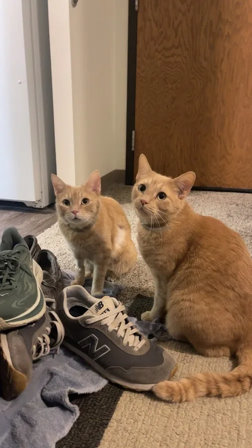 BluePearl Pet Hospital