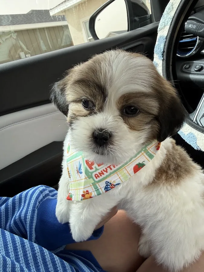 BluePearl Pet Hospital