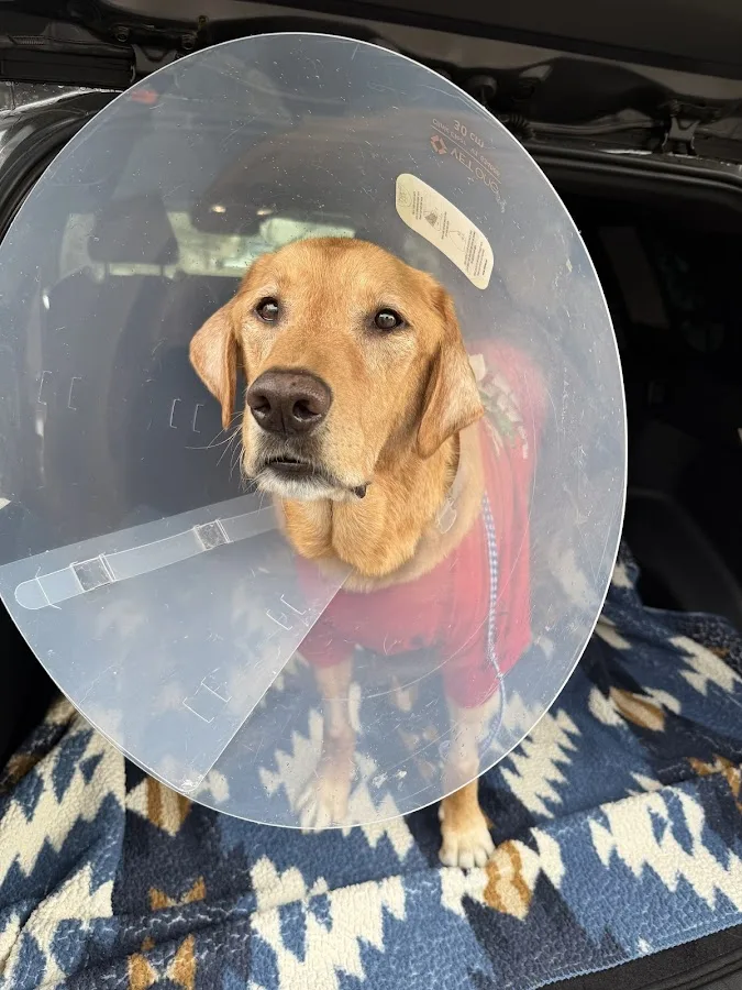 BluePearl Pet Hospital